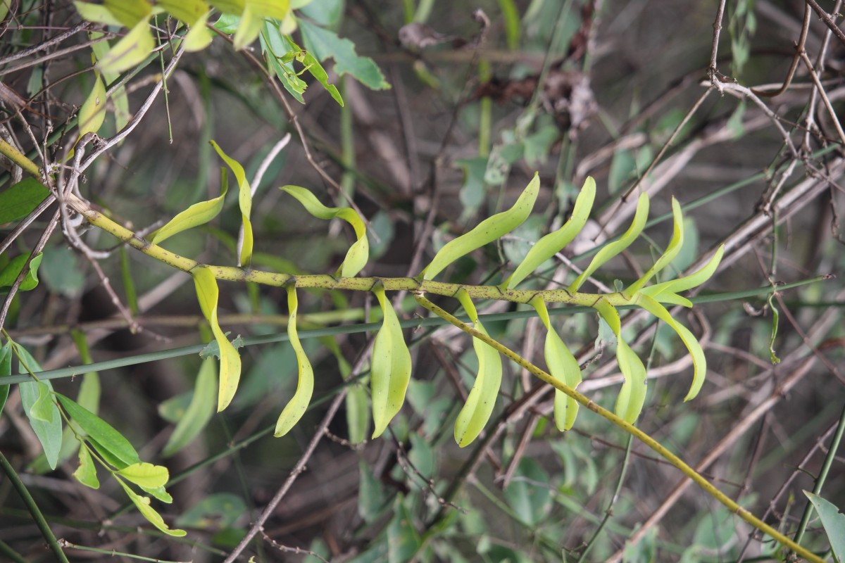 Taprobanea spathulata (L.) Christenson